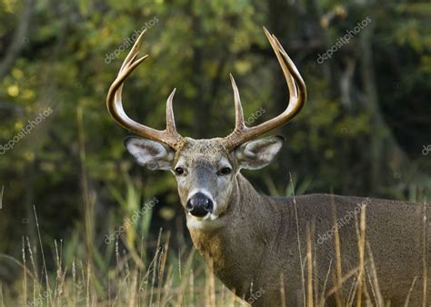 deer stock image